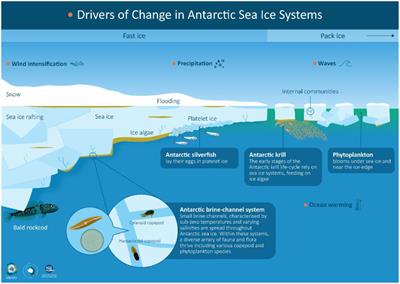 Biological responses to change in Antarctic sea ice habitats